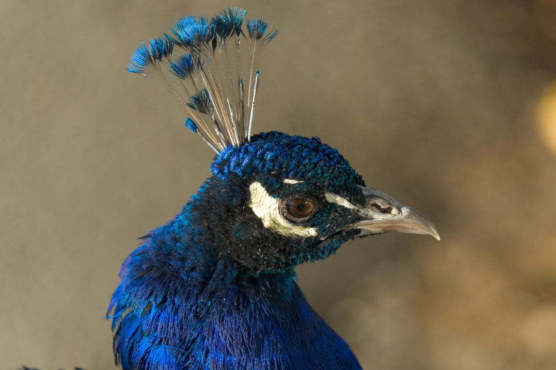 Peacock 0929